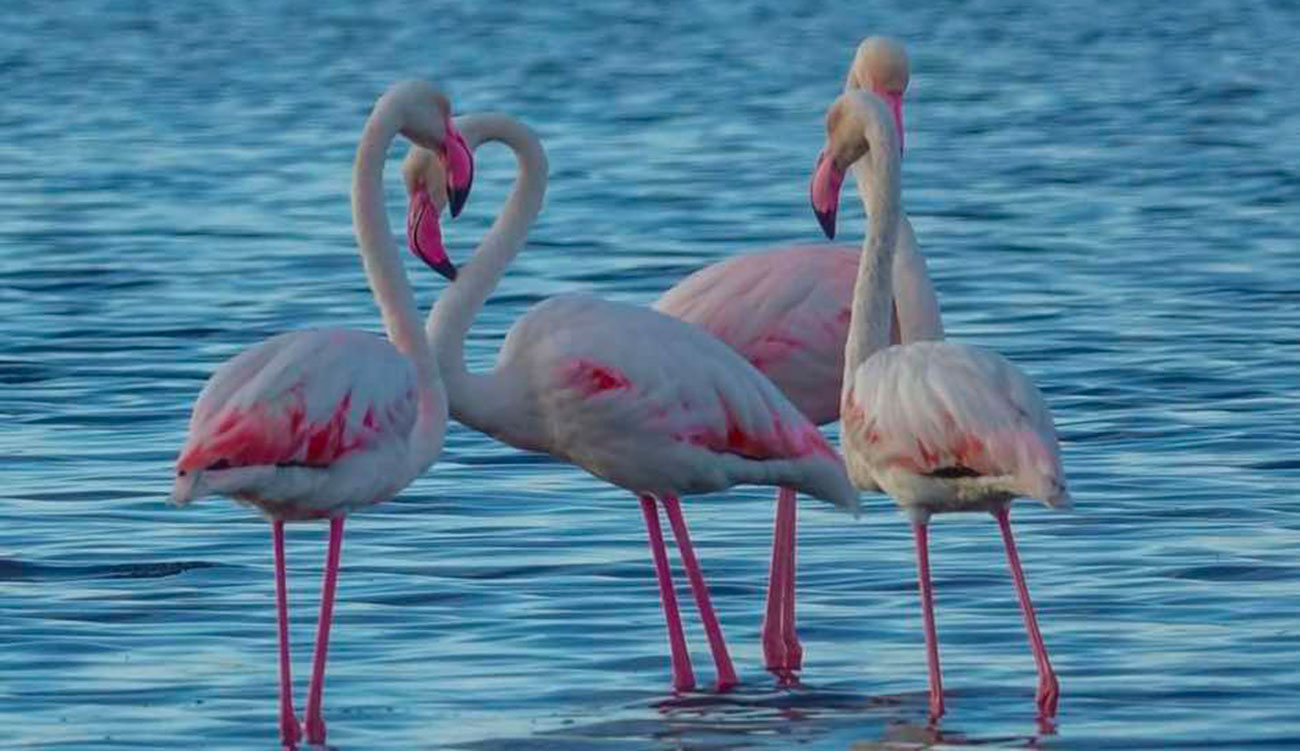 Ras Rmal Djerba
