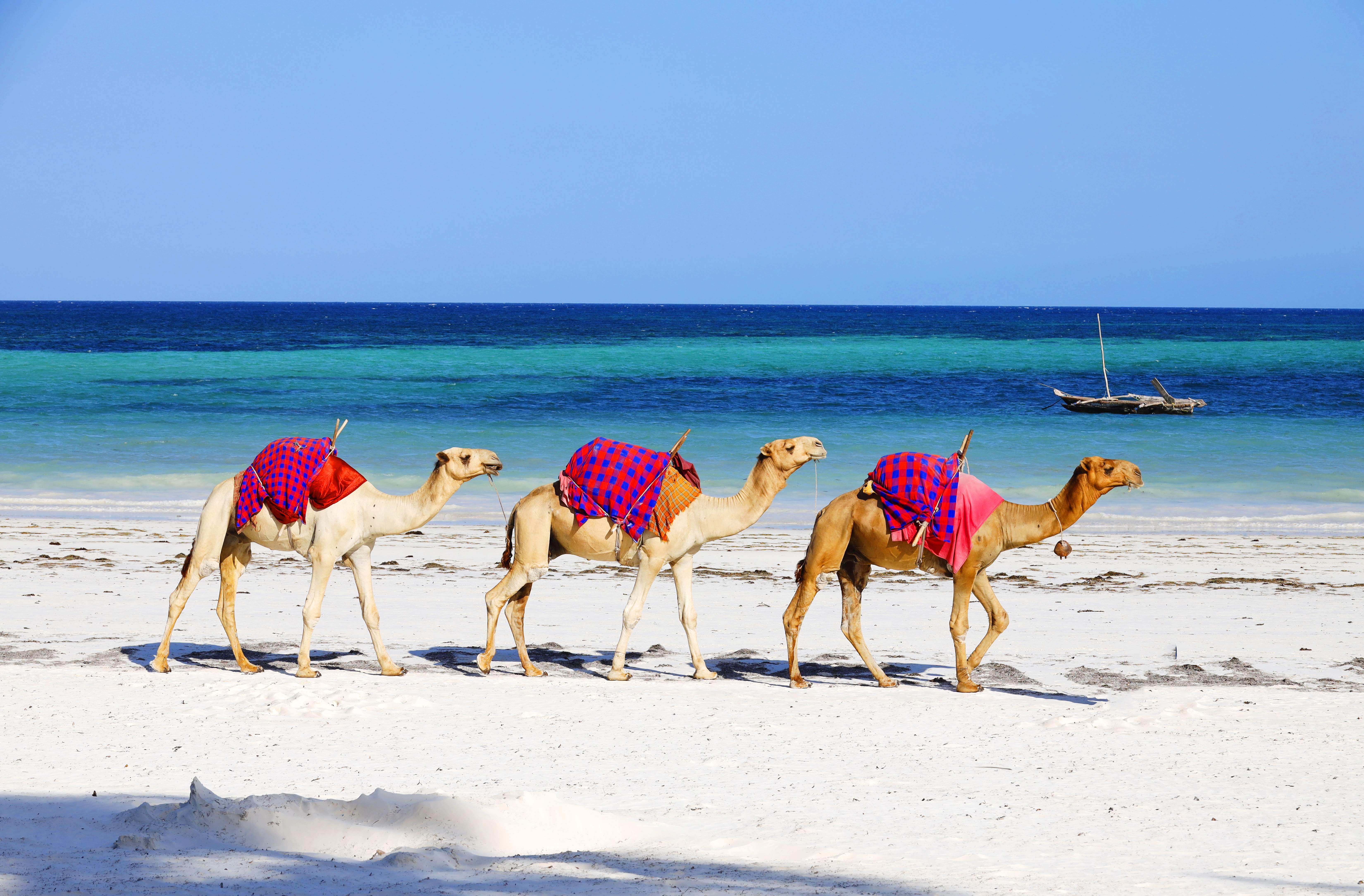 Balade à Dromadaire à Djerba